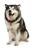 Alaskan malamute 3.jpg
