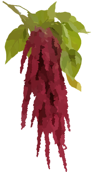 Fichier:Plante9.png