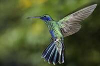 Colibri.jpg}}