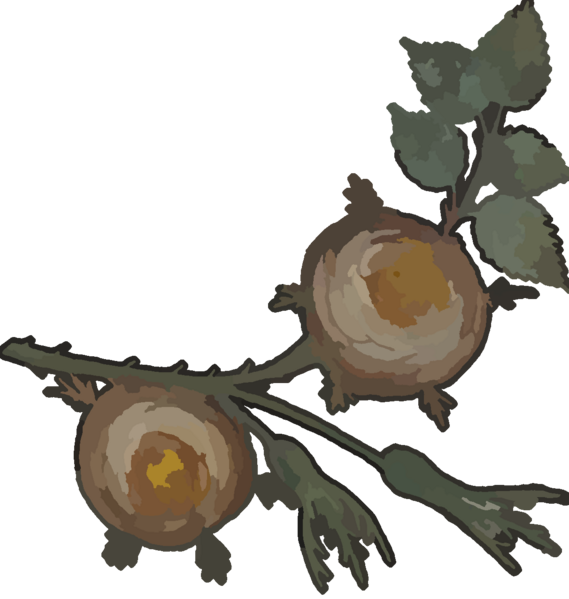 Fichier:Plante 13.png