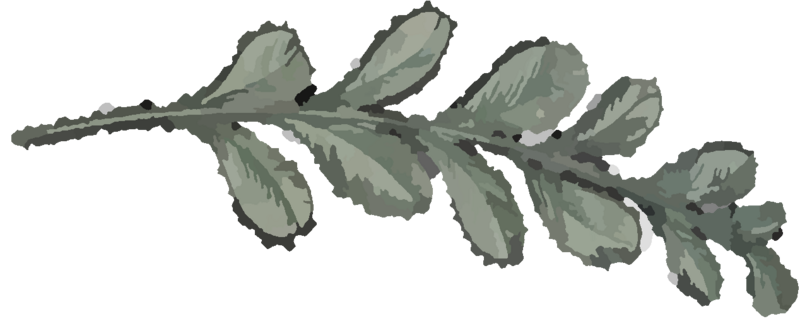 Fichier:Plante 1.png