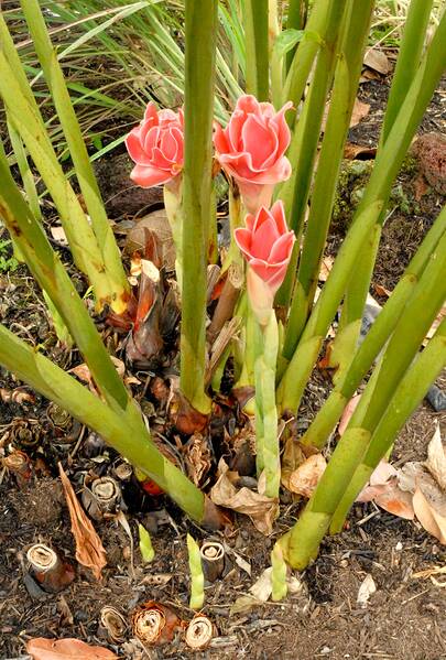Fichier:Gingembre plante.jpg