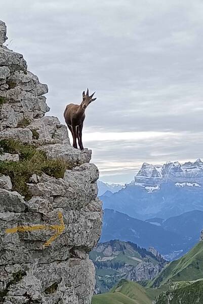 Fichier:Chamois Alpes.jpg
