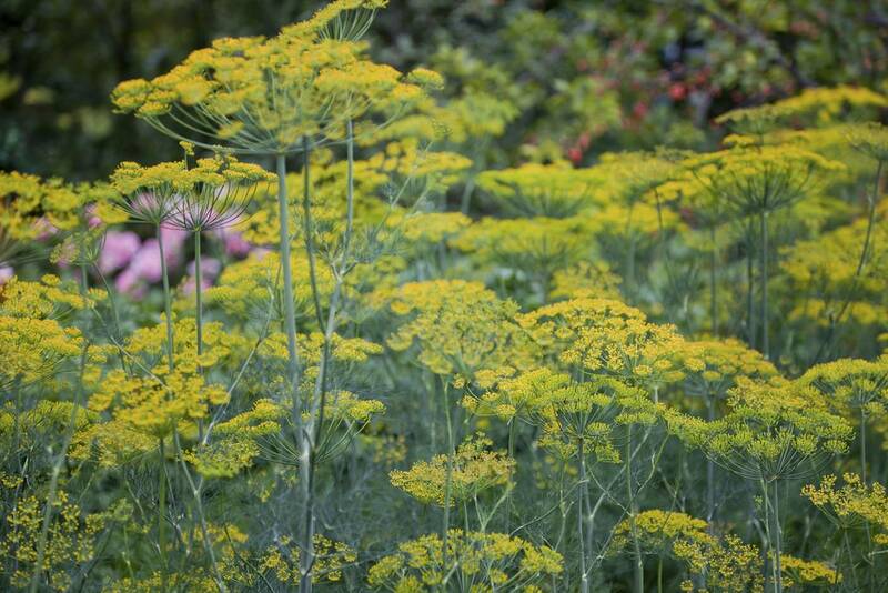 Fichier:Fenouilbulbeuxfleur esp.jpg