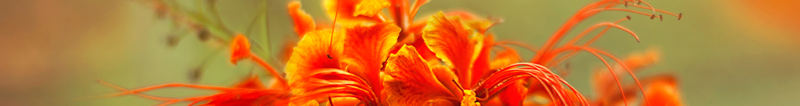 Fichier:Fleursoranges.png