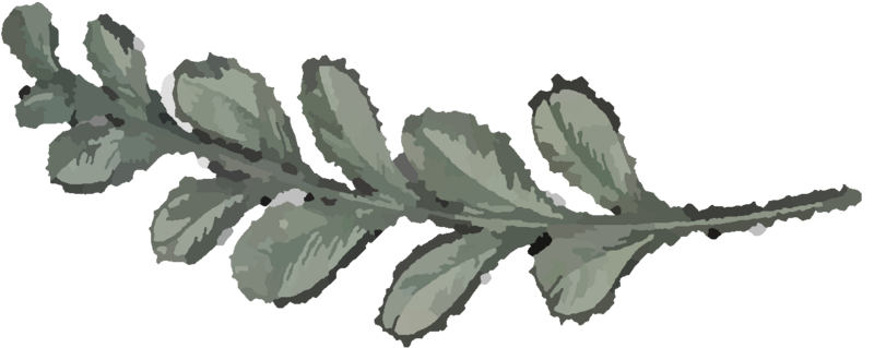 Fichier:Plante12.png