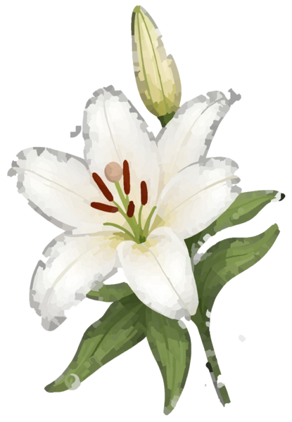 Fichier:Plante6.png
