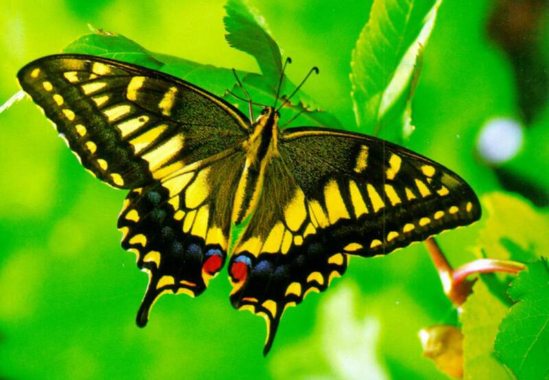 Fichier:Papillon2.jpg