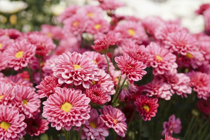 Fichier:Chrysantheme.jpg